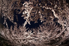 王子動(dòng)物園夜桜通り抜け