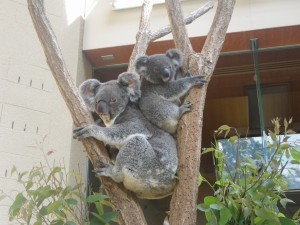 王子動(dòng)物園コアラ