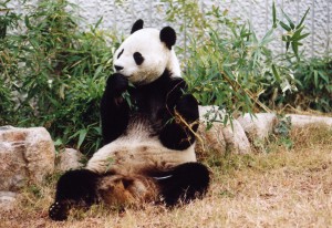 王子動(dòng)物園パンダ